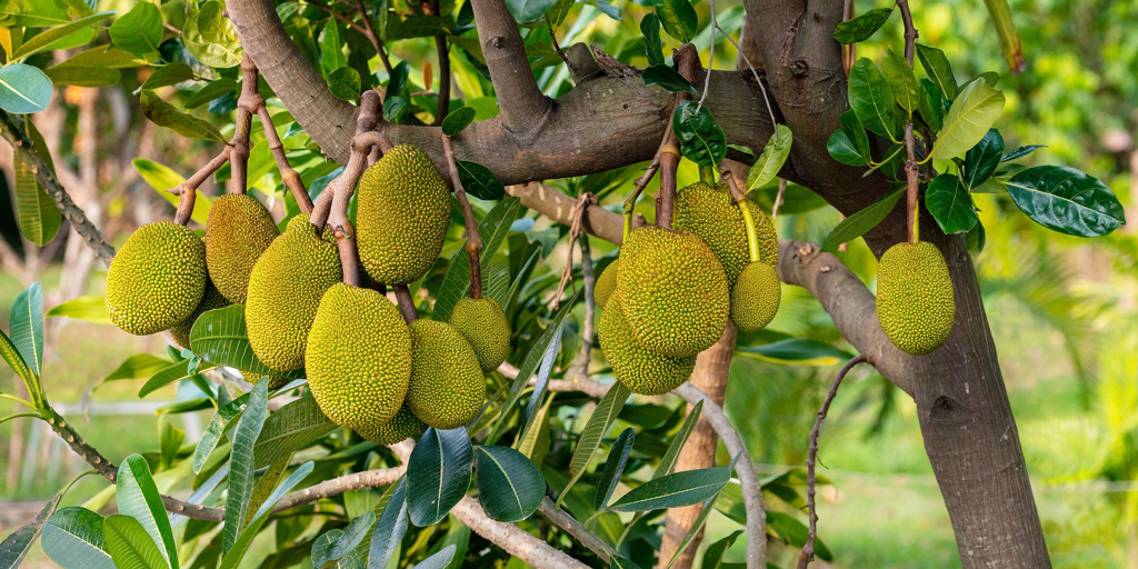 The jackfruit has a spiky green exterior and a fibrous yellow interior that is divided into segments. Each segment contains a large seed that is edible when roasted or boiled. The fruit has a distinctive aroma and a sweet, tropical flavor that is often compared to a mix of pineapple, mango, and banana.