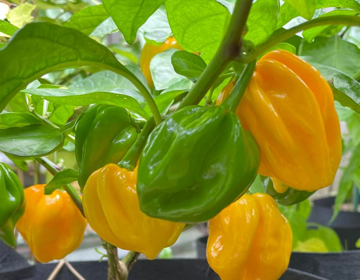 Scotch Bonnets are a Caribbean pepper that's similar in heat to the habanero, with a Scoville rating of between 100,000 to 350,000. They have a sweet, fruity flavor that pairs well with spicy jerk chicken and other Caribbean dishes. They're also known for their unique shape, which looks like a small, squashed bell pepper.