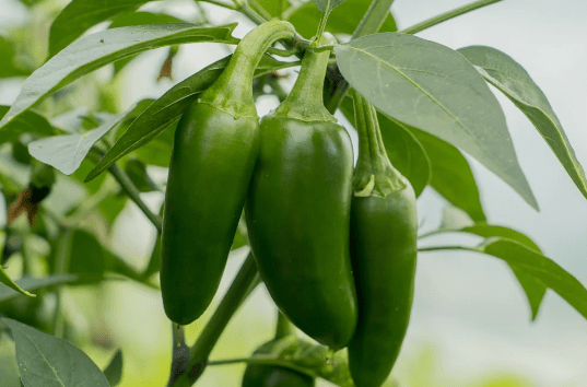 Jalapeños are a classic hot pepper that's perfect for beginners. They're relatively mild, with a Scoville rating of around 2,500 to 8,000, which means they're not too spicy for most people to enjoy. They're also versatile, and can be used in a wide range of dishes, from salsa to stuffed peppers.