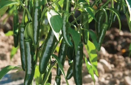 Serrano peppers are another popular choice for those looking for a moderate level of heat. They have a Scoville rating of between 10,000 to 23,000, which means they're hotter than jalapeños but not as hot as habaneros. They're great for adding flavor and spice to Mexican dishes like salsa and guacamole.