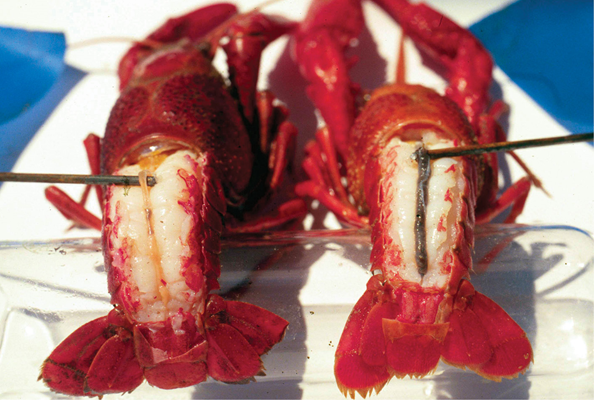The study revealed that immersion in a water bath, even for a brief period, aids in removing exterior debris from crawfish, enhancing their cleanliness. However, the extent of hindgut cleansing varied among the different treatments. While a saltwater bath showed some promise in reducing hindgut content, the benefits were marginal compared to commercial purging methods.