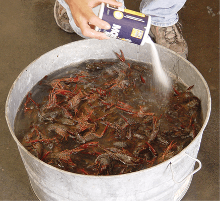 Each treatment group underwent rigorous evaluation, with researchers meticulously assessing hindgut content weight and mortality rates. The findings yielded valuable insights into the efficacy of different purging techniques and their impact on crawfish quality.
